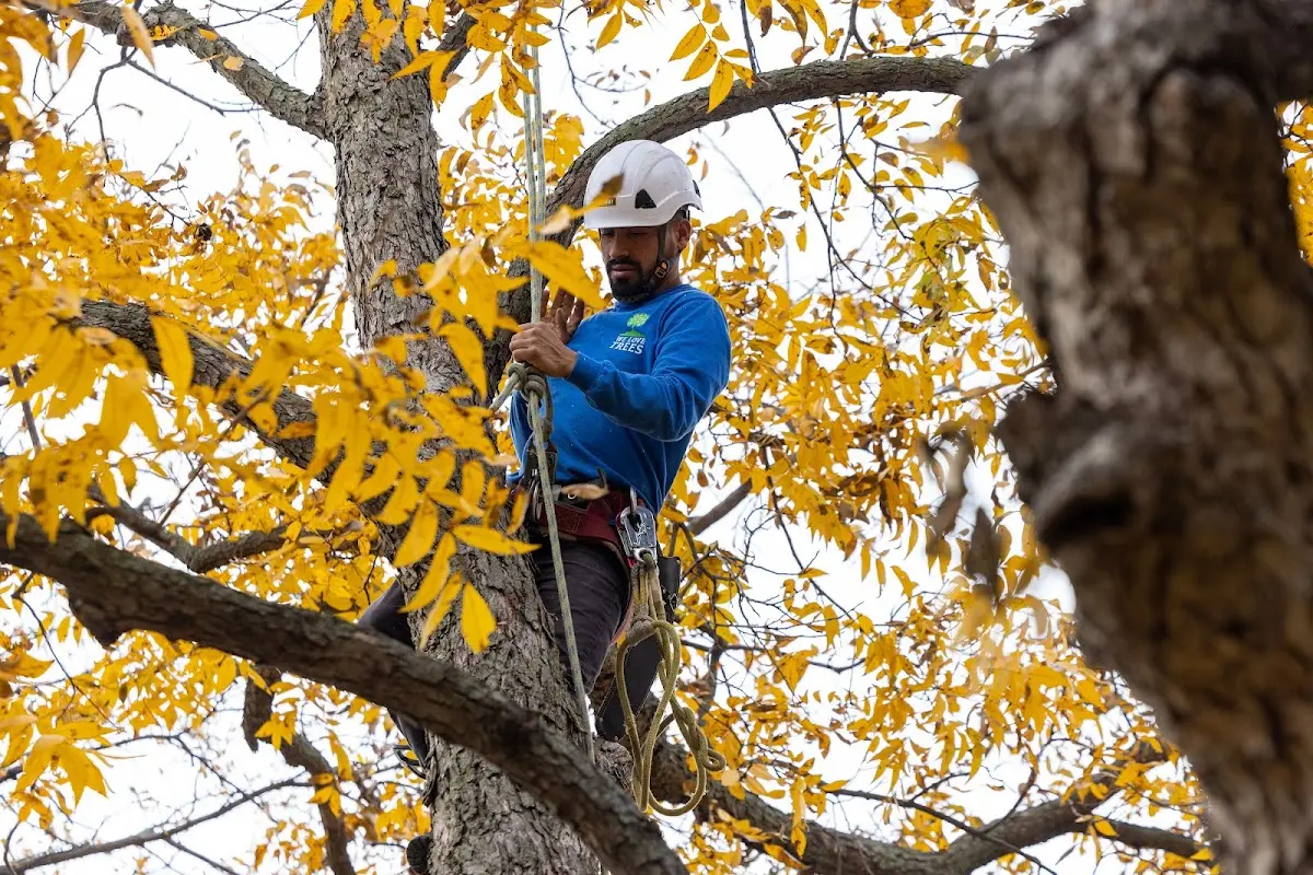 Skilled Tree Trimming crew working in Austin